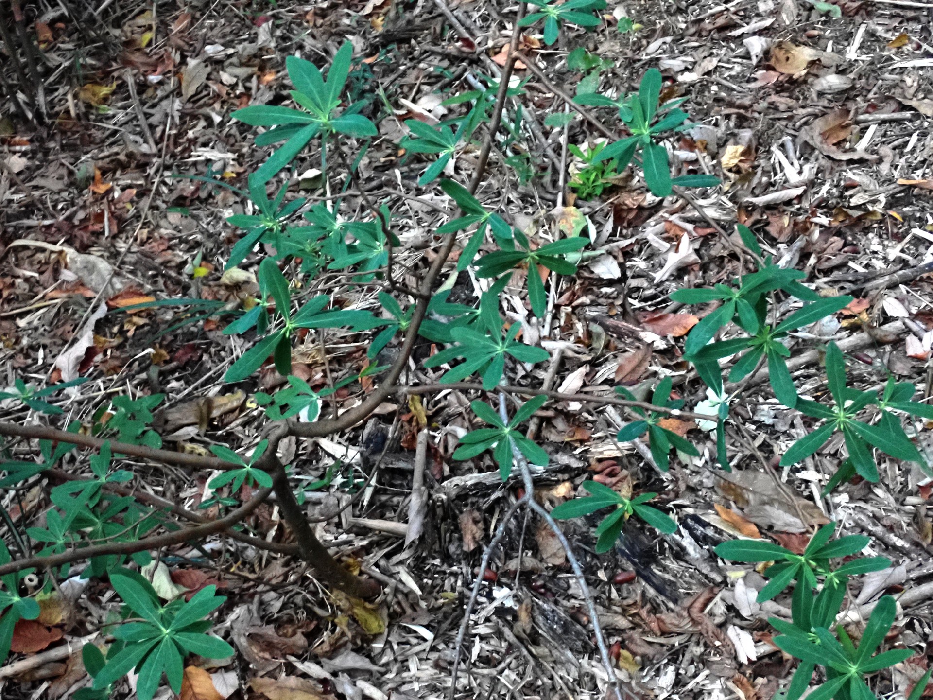 オニシバリ の高画質写真です。横浜市で、2024年11月19日に撮影したものです。