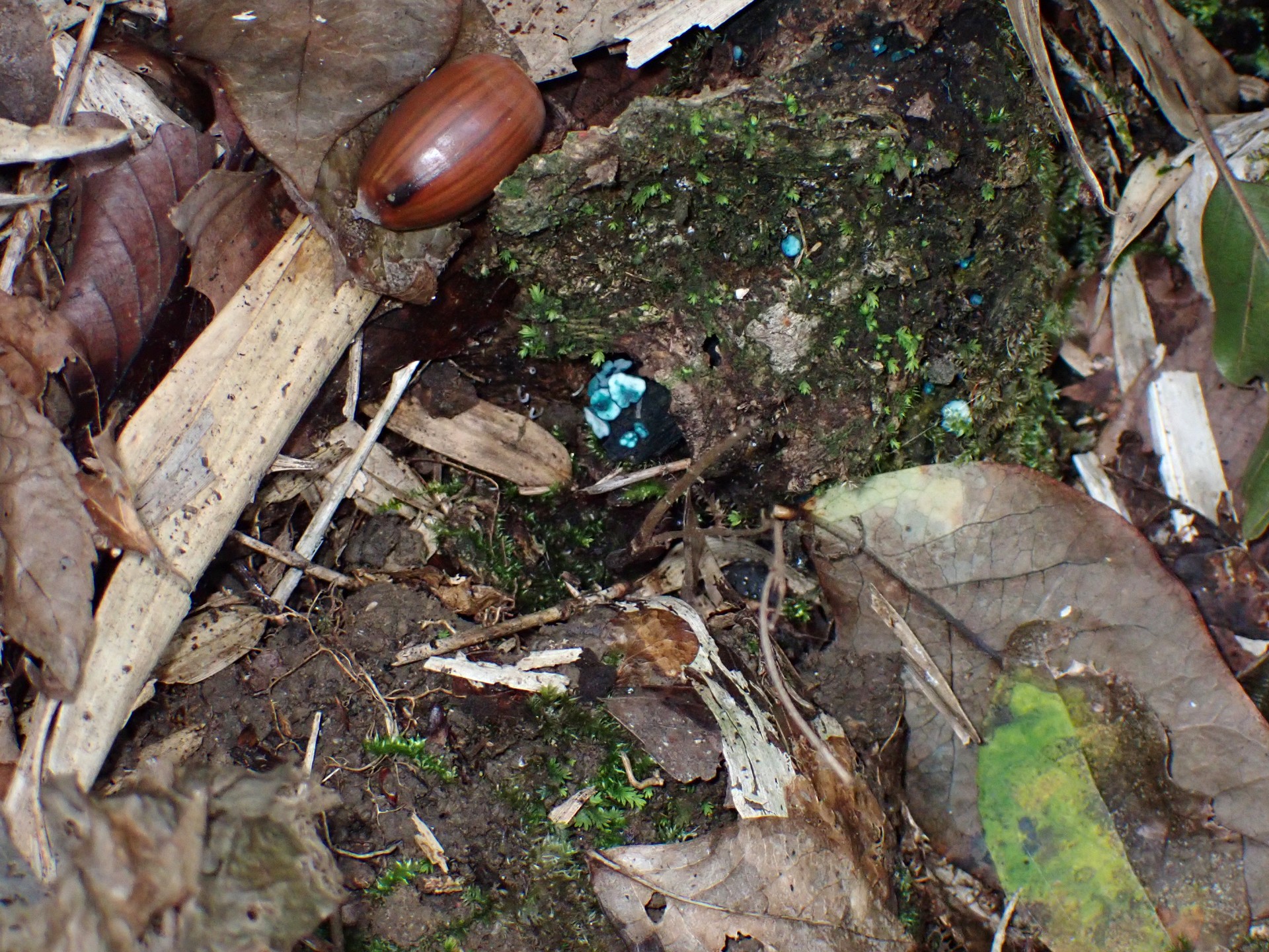 ロクショウグサレキン の高画質写真です。横浜市で、2024年11月1日に撮影したものです。