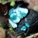 ロクショウグサレキン の高画質写真です。横浜市で、2024年11月1日に撮影したものです。