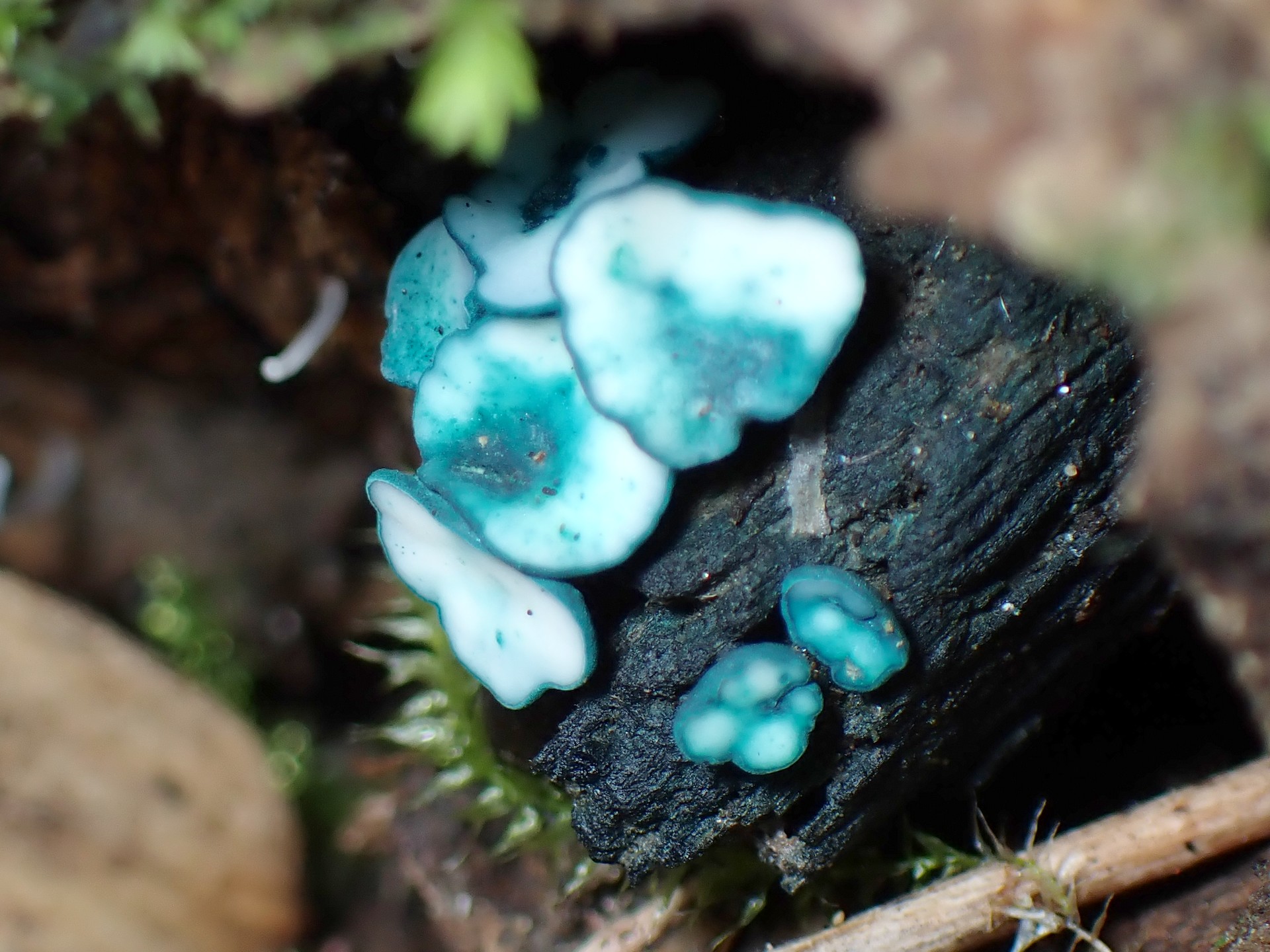 ロクショウグサレキン の高画質写真です。横浜市で、2024年11月1日に撮影したものです。