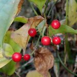 サルトリイバラ の高画質写真です。横浜市で、2024年11月25日に撮影したものです。