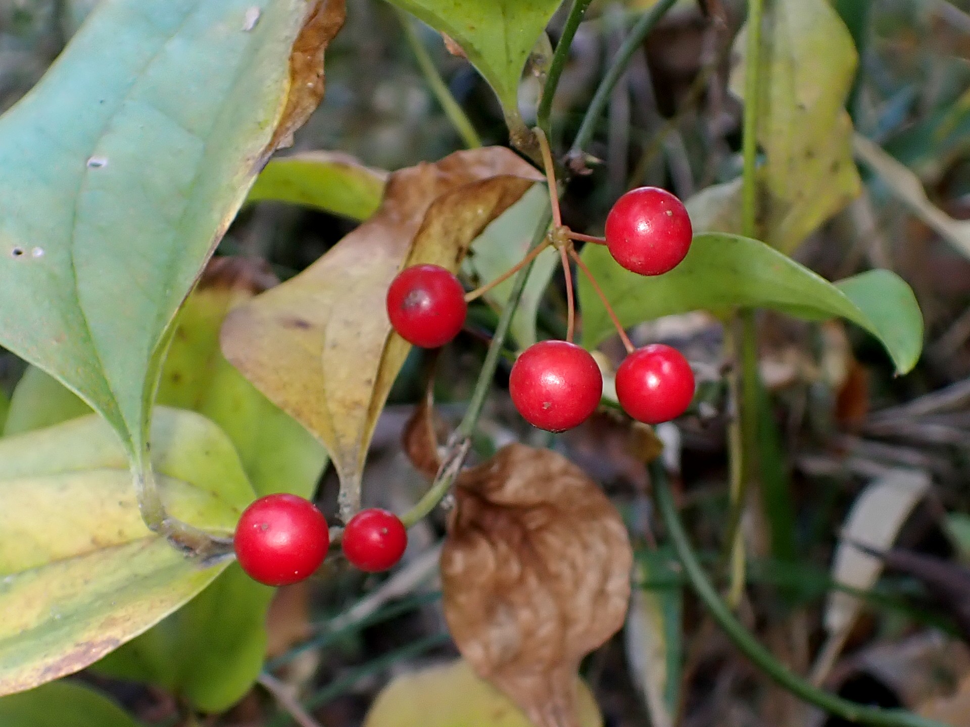 サルトリイバラ の高画質写真です。横浜市で、2024年11月25日に撮影したものです。