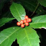 センリョウ の高画質写真です。横浜市で、2024年11月12日に撮影したものです。