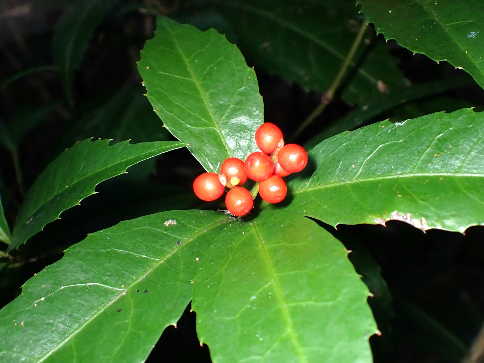 センリョウ の高画質写真です。横浜市で、2024年11月12日に撮影したものです。