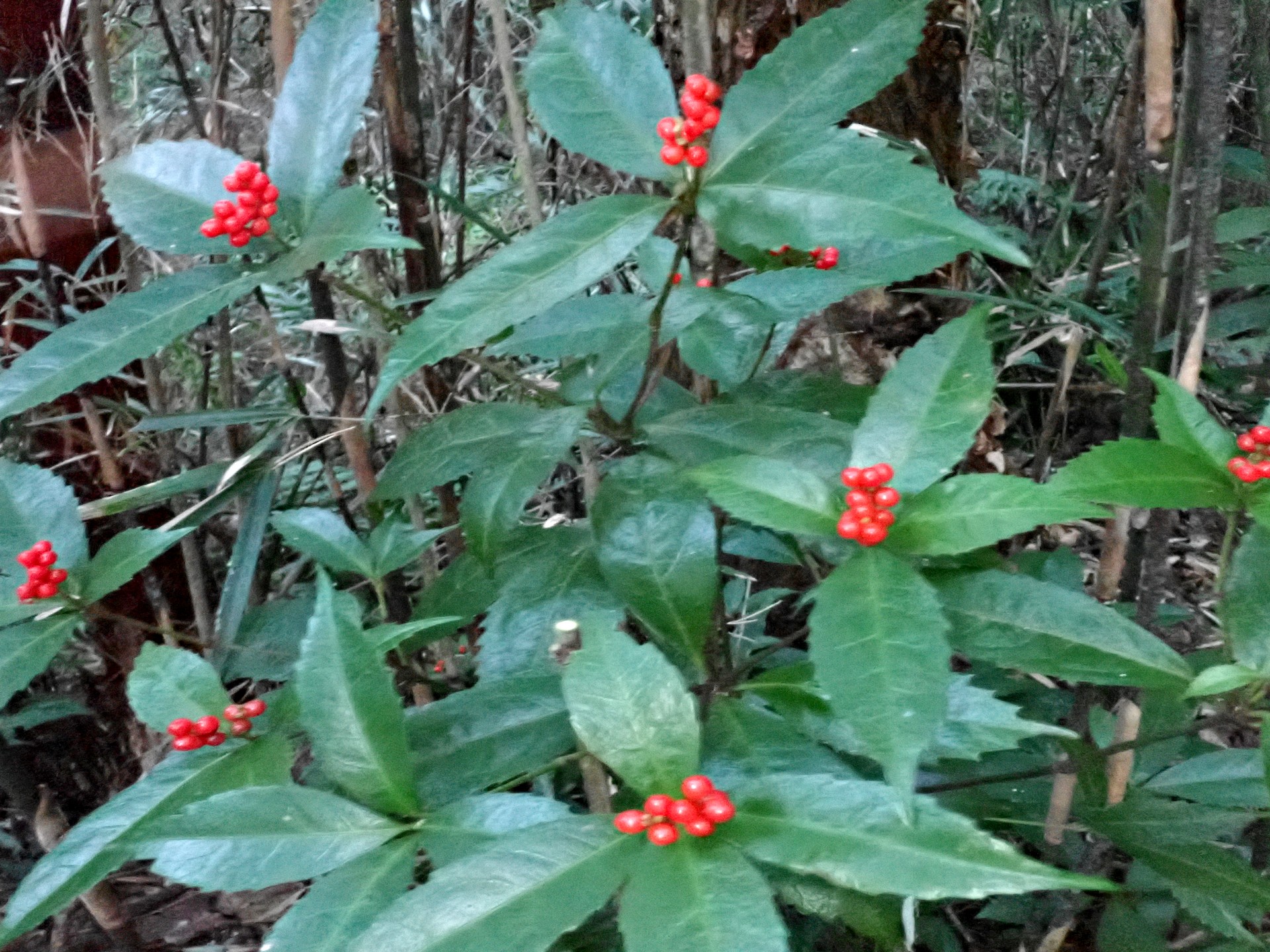 センリョウ の高画質写真です。横浜市で、2024年11月12日に撮影したものです。