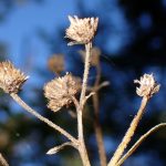 シラヤマギクの花の跡 の高画質写真です。横浜市で、2024年11月7日に撮影したものです。