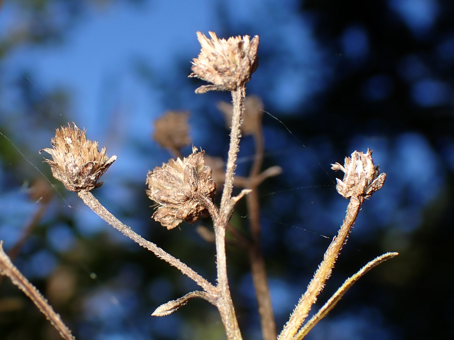 シラヤマギクの花の跡 の高画質写真です。横浜市で、2024年11月7日に撮影したものです。