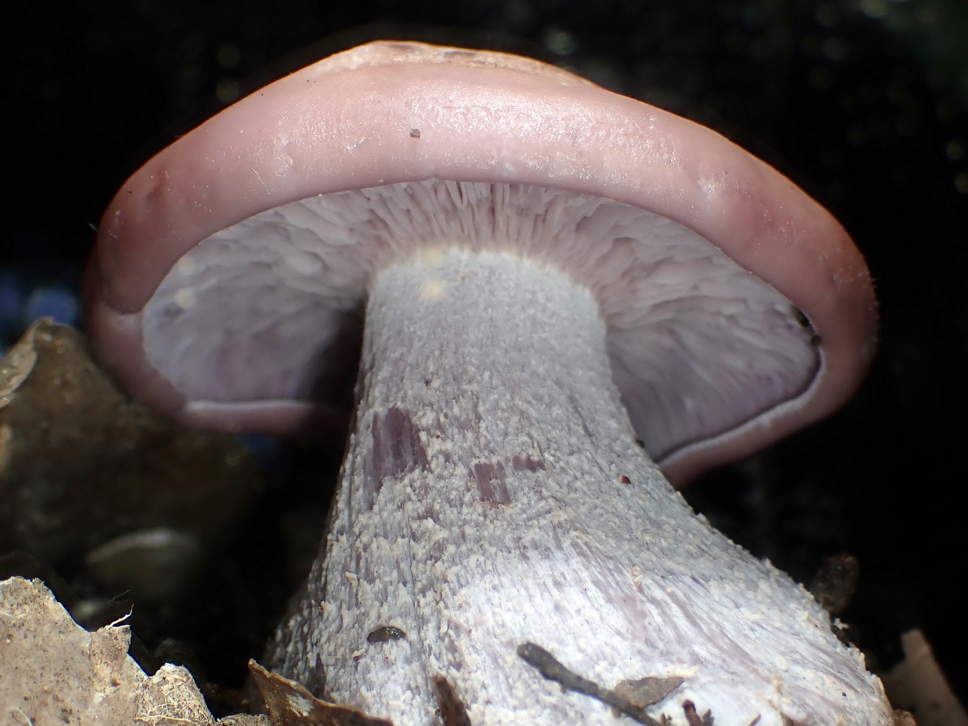 シメジの仲間 の高画質写真です。横浜市で、2024年11月4日に撮影したものです。