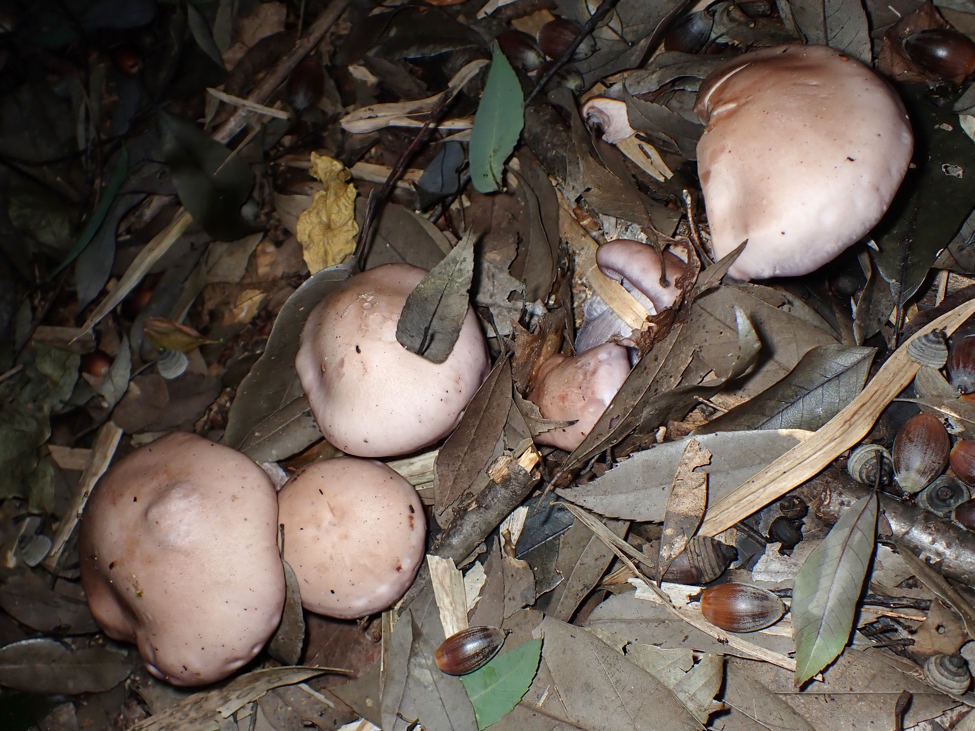 シメジの仲間 の高画質写真です。横浜市で、2024年11月4日に撮影したものです。