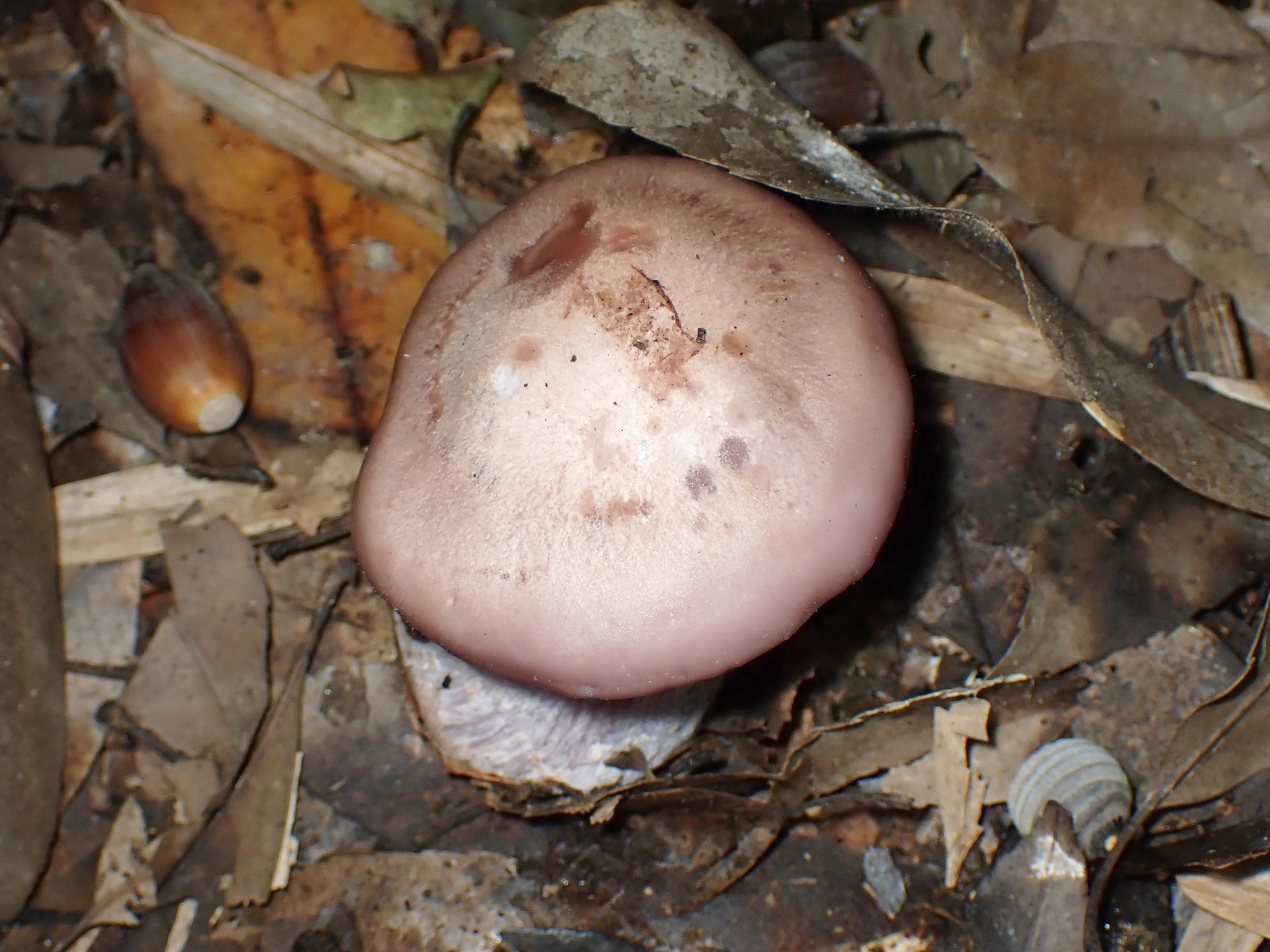 シメジの仲間 の高画質写真です。横浜市で、2024年11月4日に撮影したものです。