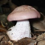 シメジの仲間 の高画質写真です。横浜市で、2024年11月4日に撮影したものです。