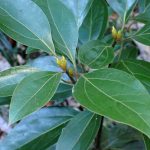 シロダモ の高画質写真です。横浜市で、2024年11月25日に撮影したものです。