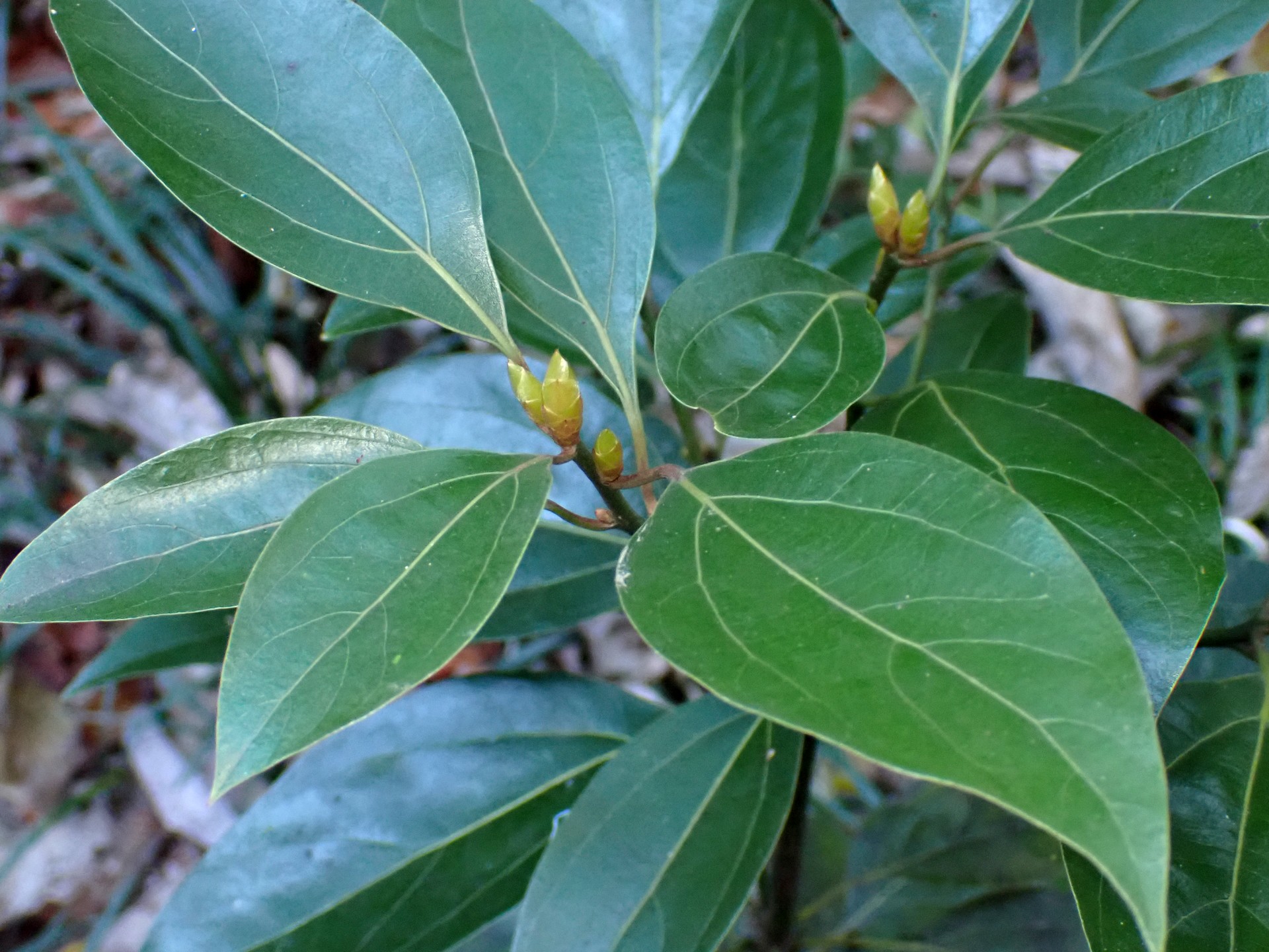 シロダモ の高画質写真です。横浜市で、2024年11月25日に撮影したものです。