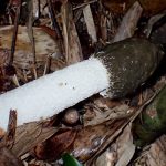 スッポンタケ の高画質写真です。横浜市で、2024年11月15日に撮影したものです。