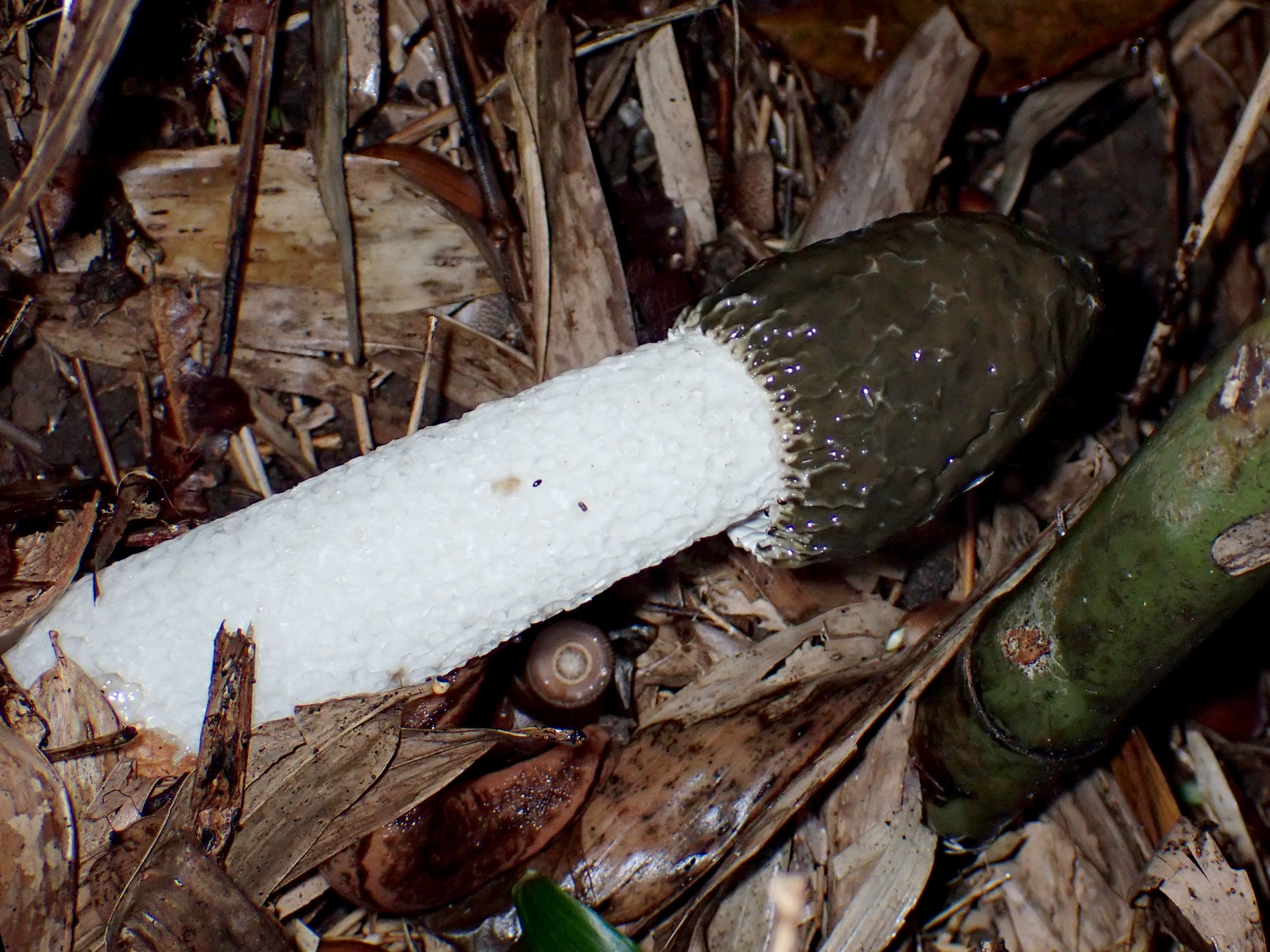 スッポンタケ の高画質写真です。横浜市で、2024年11月15日に撮影したものです。