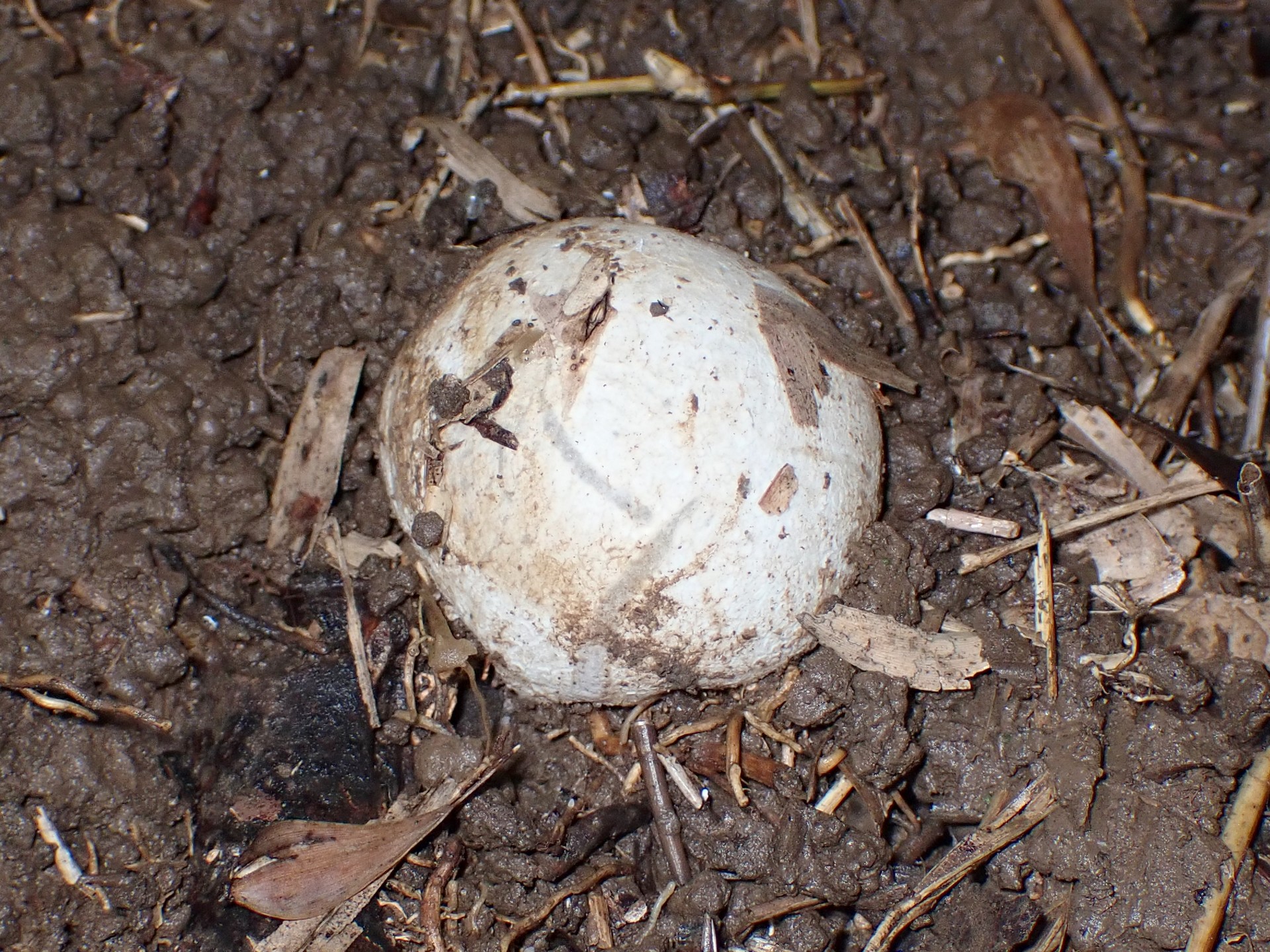 スッポンタケ の高画質写真です。横浜市で、2024年11月15日に撮影したものです。