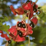 トキリマメ の高画質写真です。横浜市で、2024年11月7日に撮影したものです。