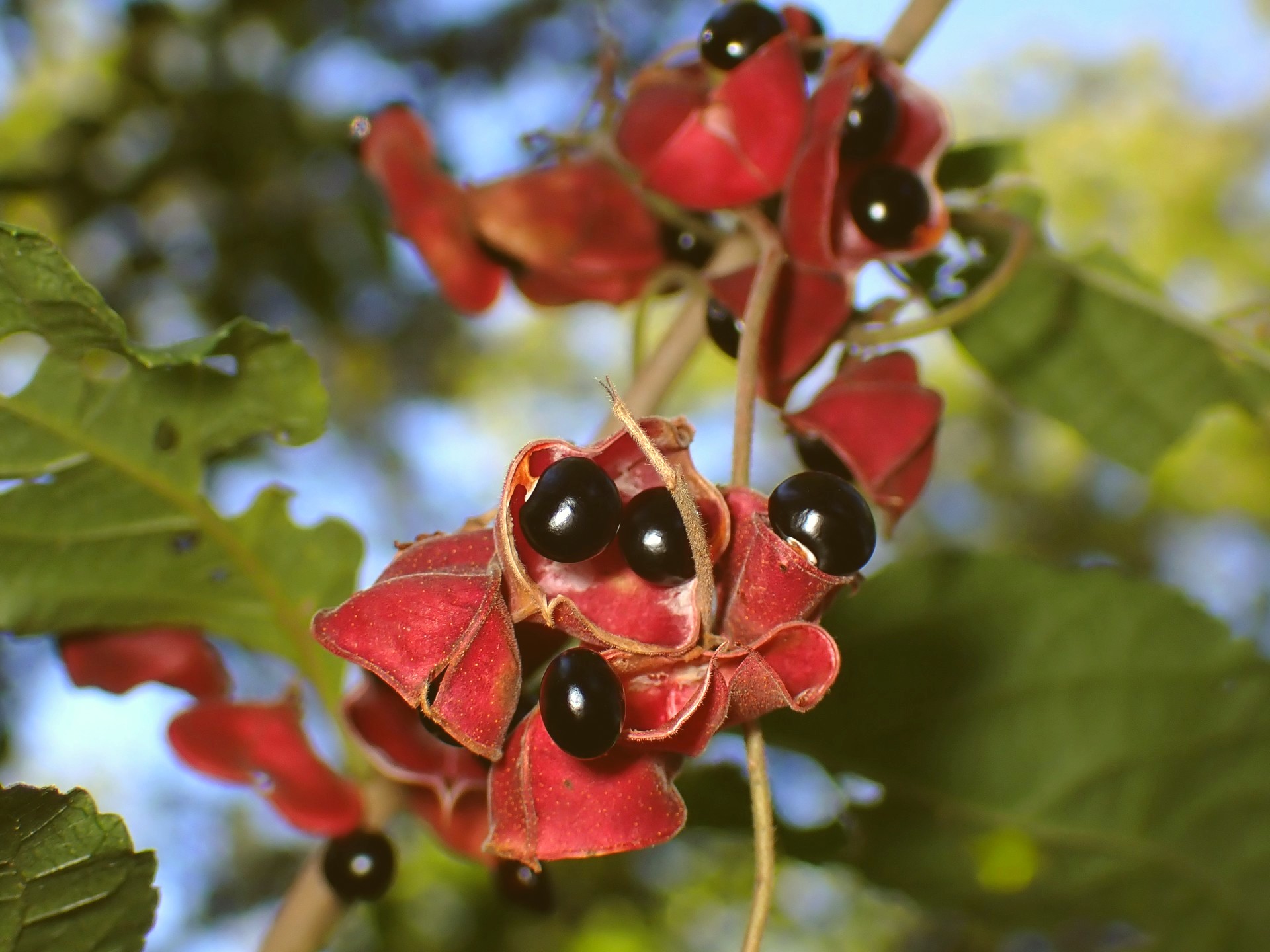 トキリマメ の高画質写真です。横浜市で、2024年11月7日に撮影したものです。