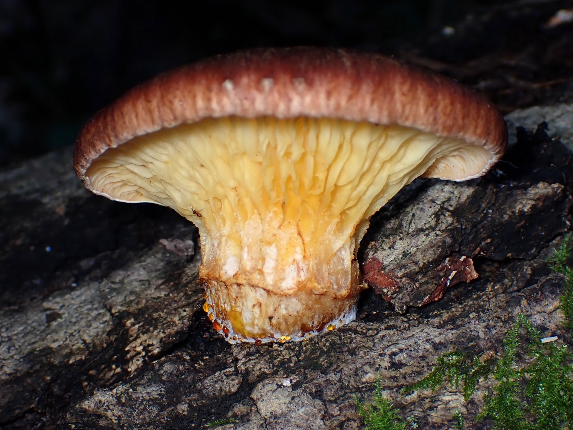 ツキヨタケの幼菌 の高画質写真です。横浜市で、2024年11月12日に撮影したものです。