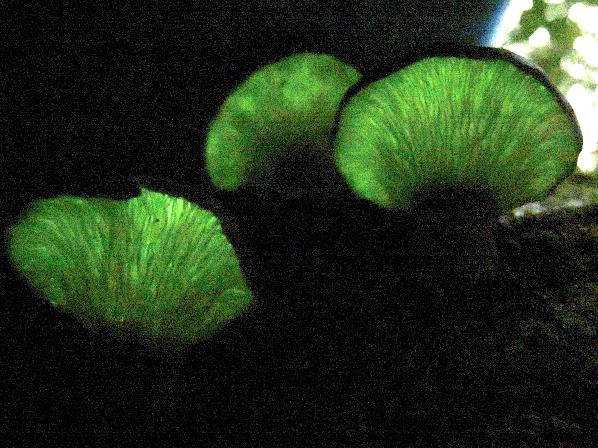 ツキヨタケ の夜間撮影写真です。横浜市で、2024年11月13日に撮影したものです。