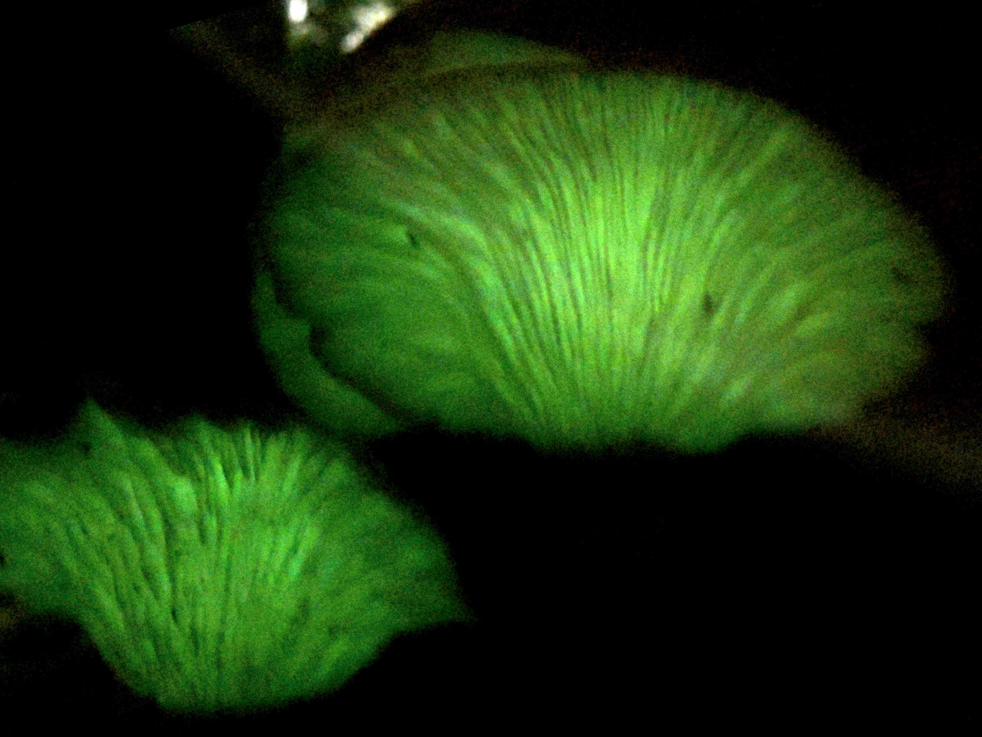 ツキヨタケ の夜間撮影写真です。横浜市で、2024年11月15日に撮影したものです。