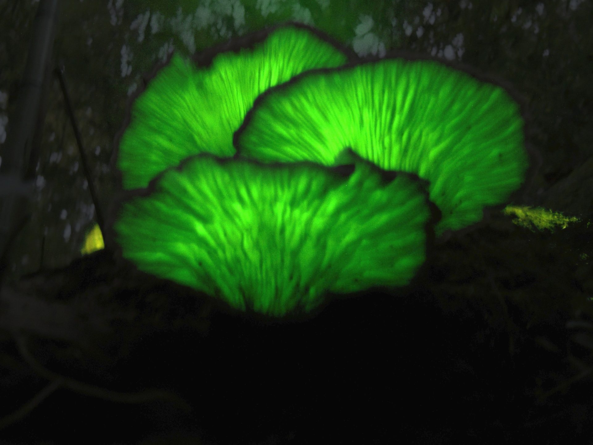 ツキヨタケ の夜間撮影写真です。横浜市で、2024年11月16日に撮影したものです。