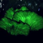 ツキヨタケ の夜間撮影写真です。横浜市で、2024年11月18日に撮影したものです。