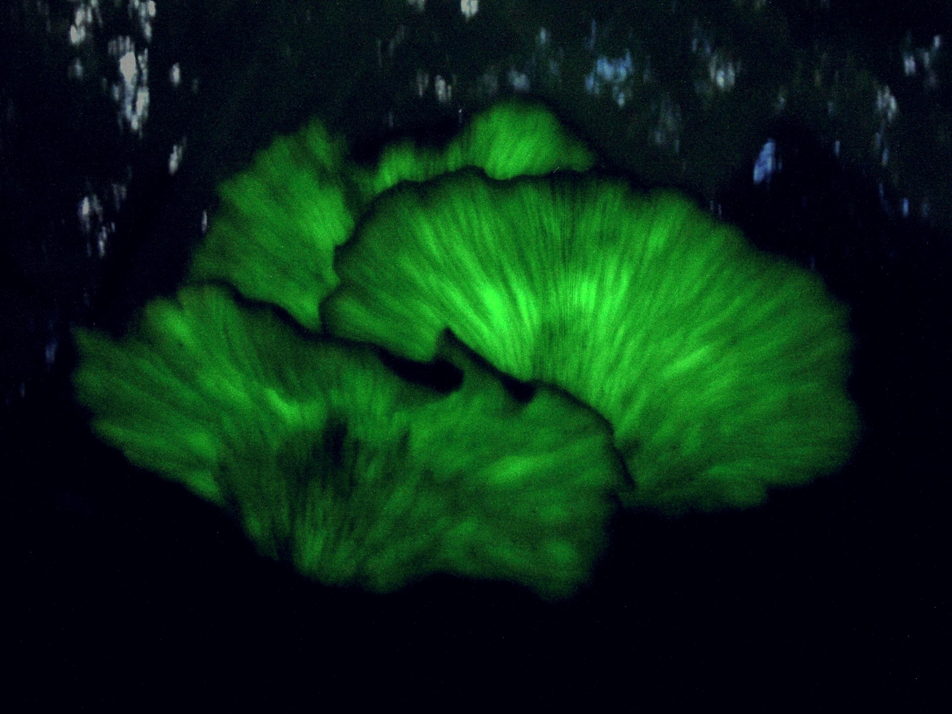 ツキヨタケ の夜間撮影写真です。横浜市で、2024年11月18日に撮影したものです。