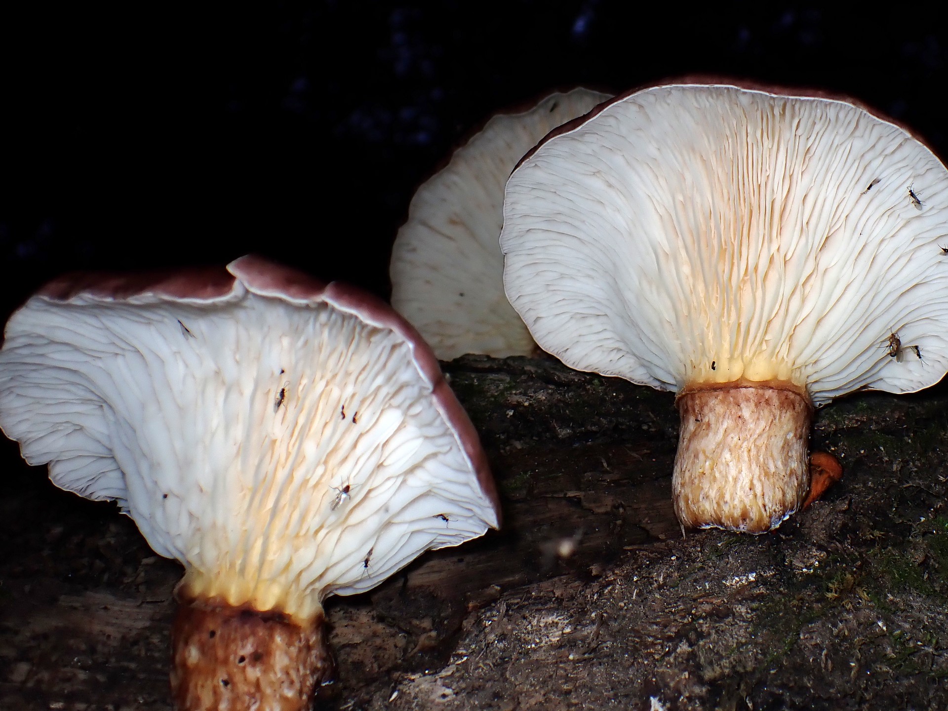 ツキヨタケ の高画質写真です。横浜市で、2024年11月14日に撮影したものです。