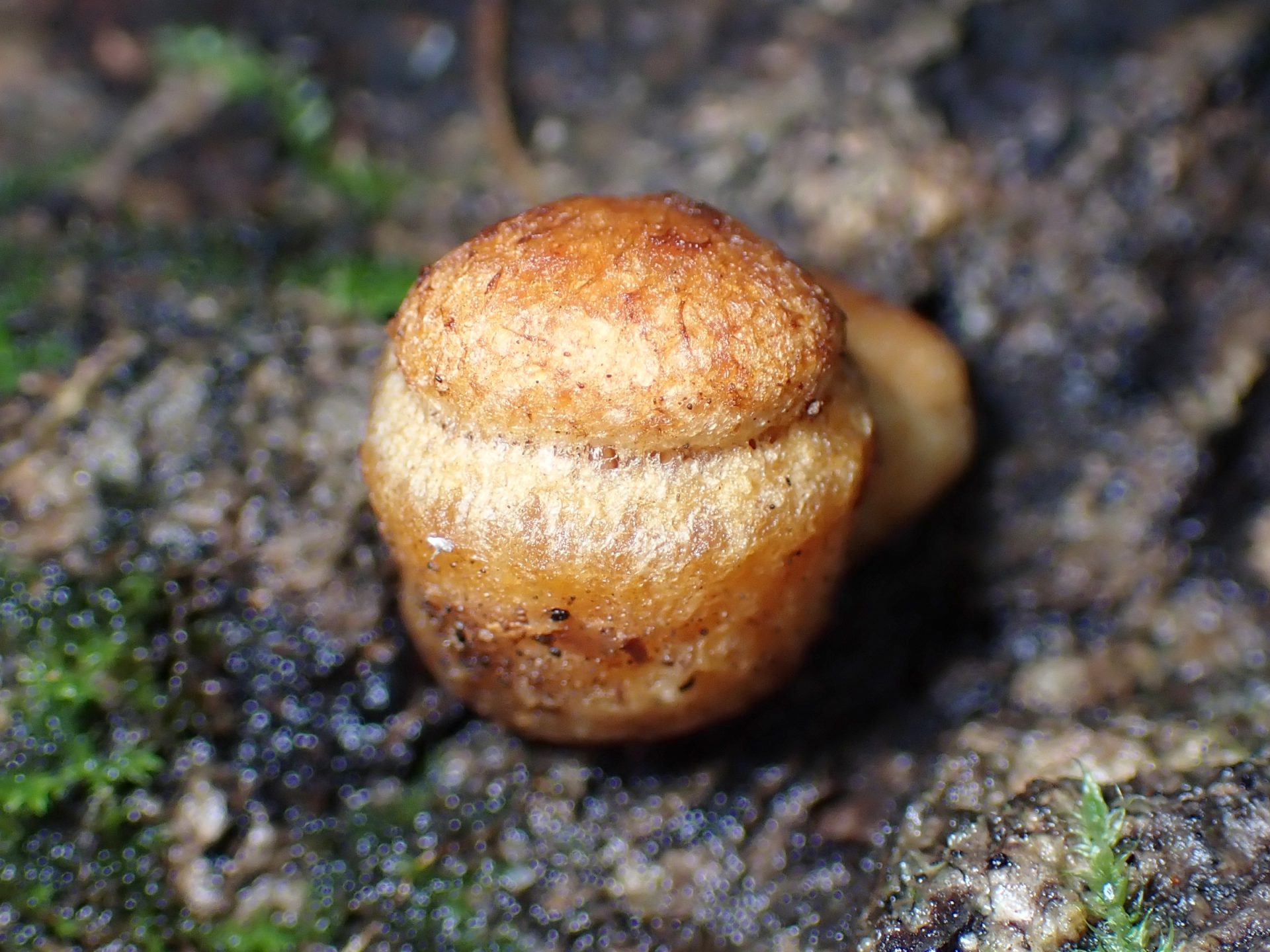 ツキヨタケの幼菌 の高画質写真です。横浜市で、2024年11月3日に撮影したものです。