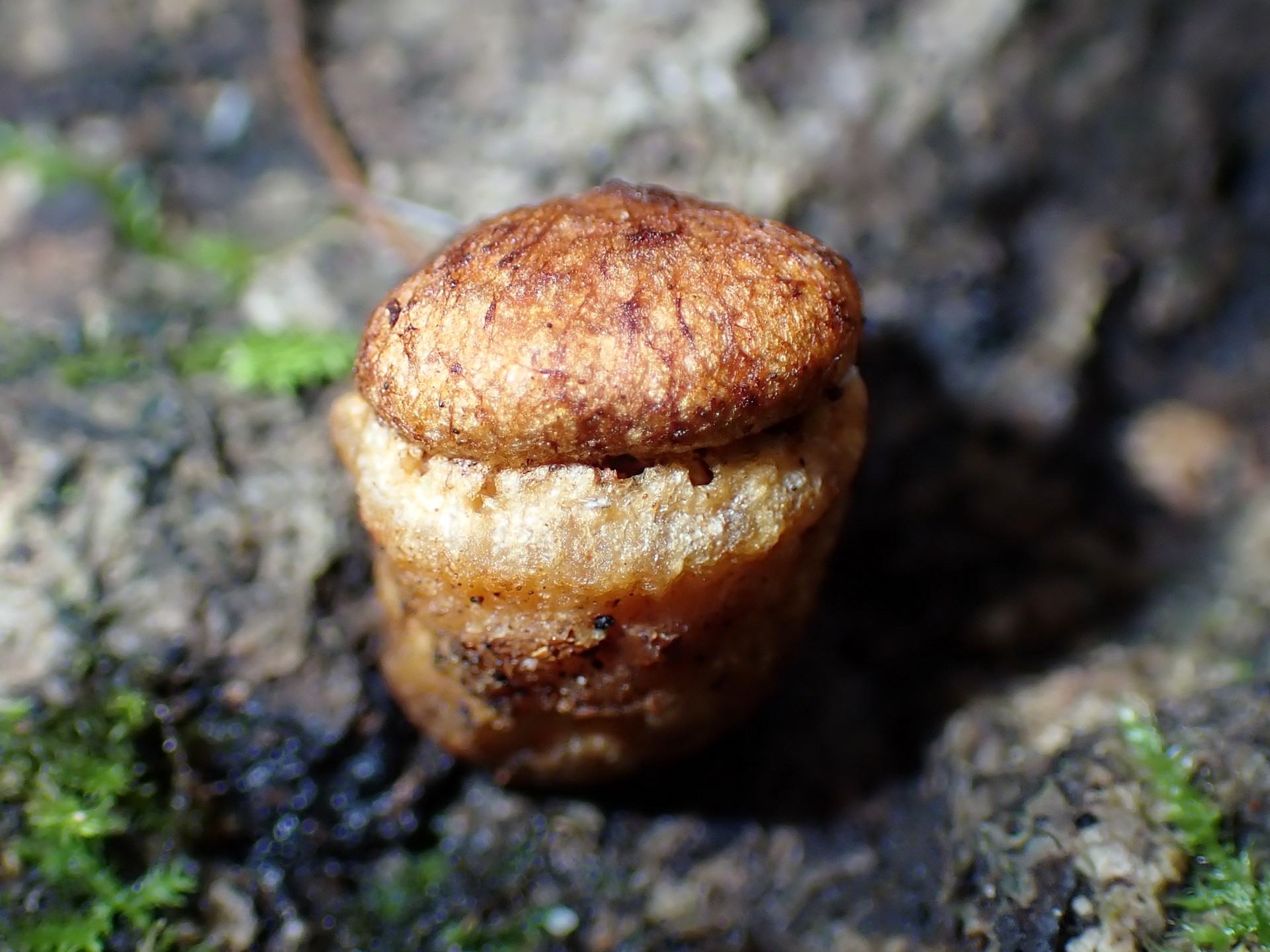 ツキヨタケの幼菌 の高画質写真です。横浜市で、2024年11月5日に撮影したものです。