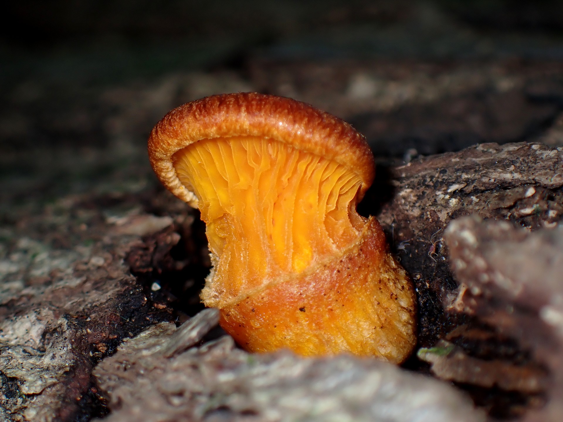 ツキヨタケの幼菌 の高画質写真です。横浜市で、2024年11月7日に撮影したものです。