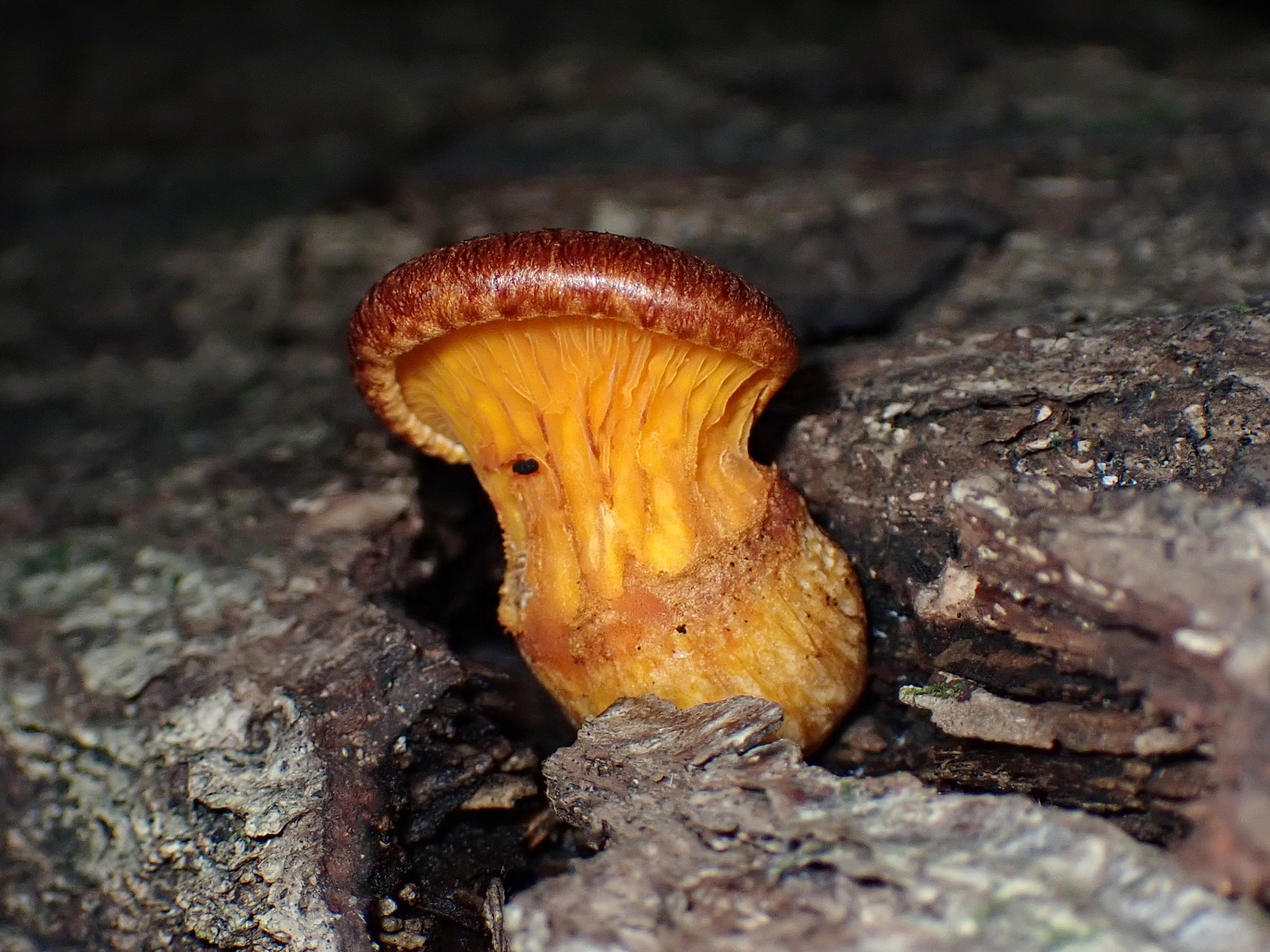 ツキヨタケの幼菌 の高画質写真です。横浜市で、2024年11月8日に撮影したものです。