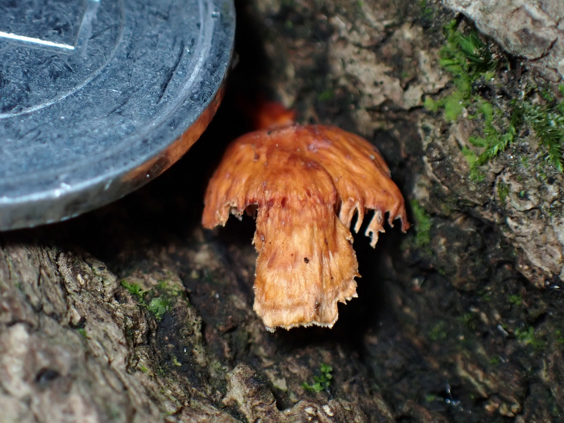 ツキヨタケ似の幼菌 の高画質写真です。横浜市で、2024年10月31日に撮影したものです。