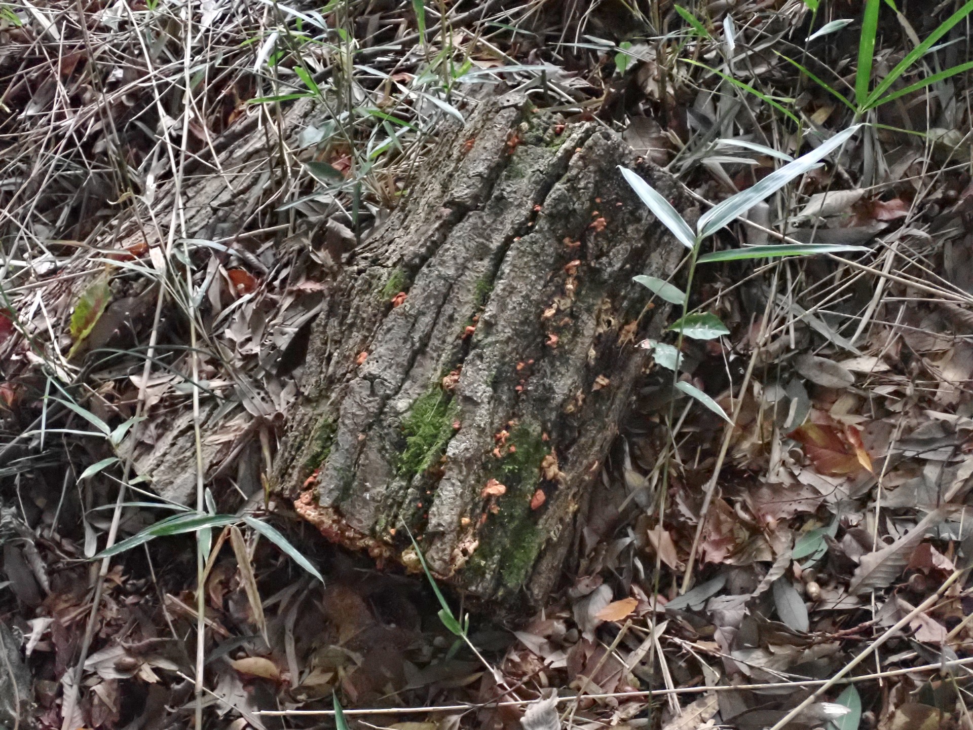 ツキヨタケ似の幼菌 の高画質写真です。横浜市で、2024年10月31日に撮影したものです。