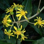 ツワブキ の高画質写真です。横浜市で、2024年11月3日に撮影したものです。