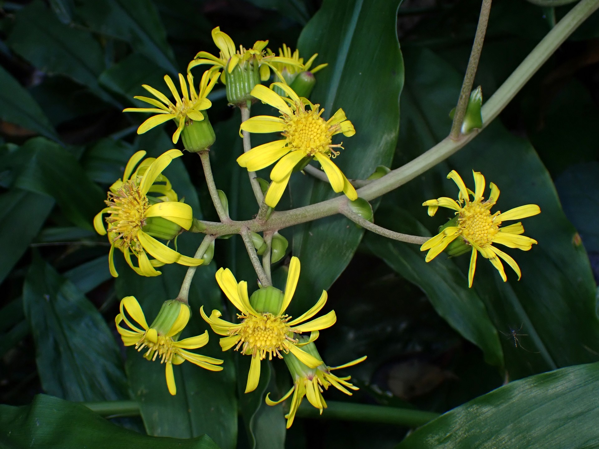 ツワブキ の高画質写真です。横浜市で、2024年11月3日に撮影したものです。