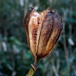 ウバユリ の高画質写真です。横浜市で、2024年11月25日に撮影したものです。