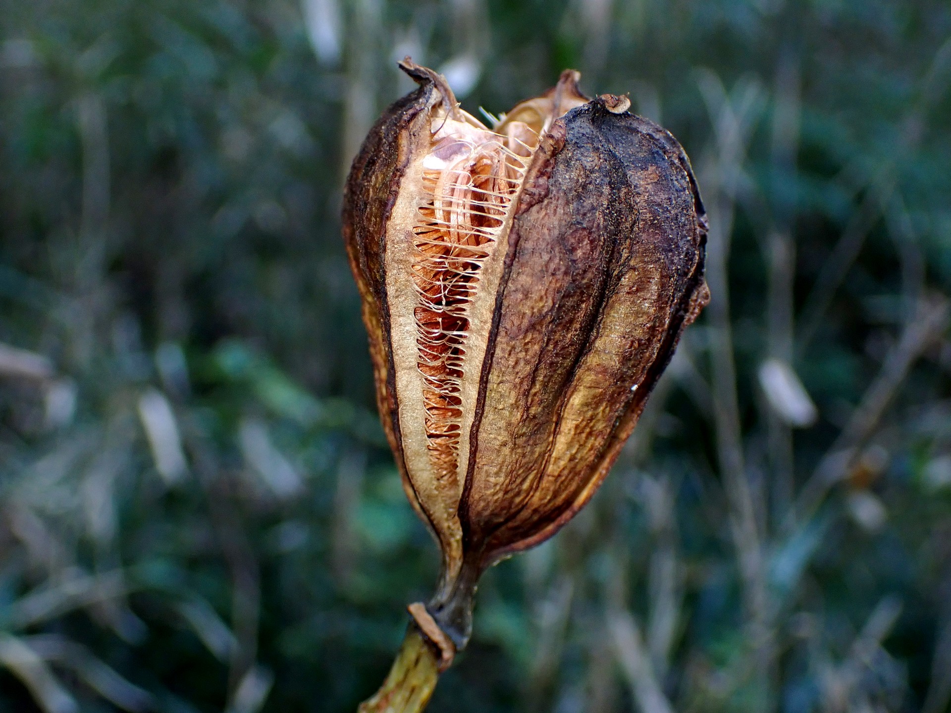 ウバユリ の高画質写真です。横浜市で、2024年11月25日に撮影したものです。