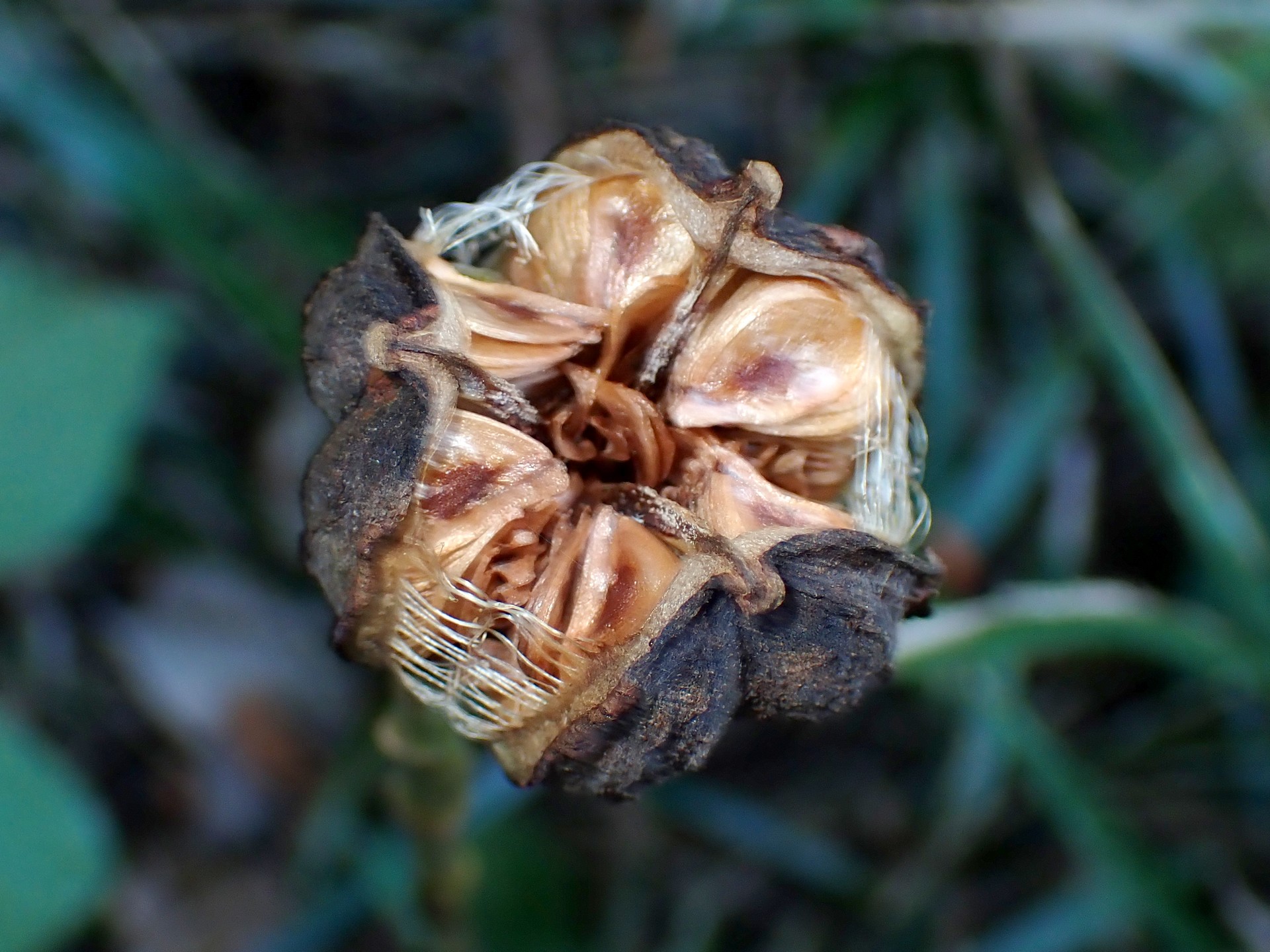 ウバユリ の高画質写真です。横浜市で、2024年11月25日に撮影したものです。