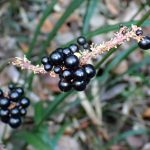 ヤブラン の高画質写真です。横浜市で、2024年11月25日に撮影したものです。