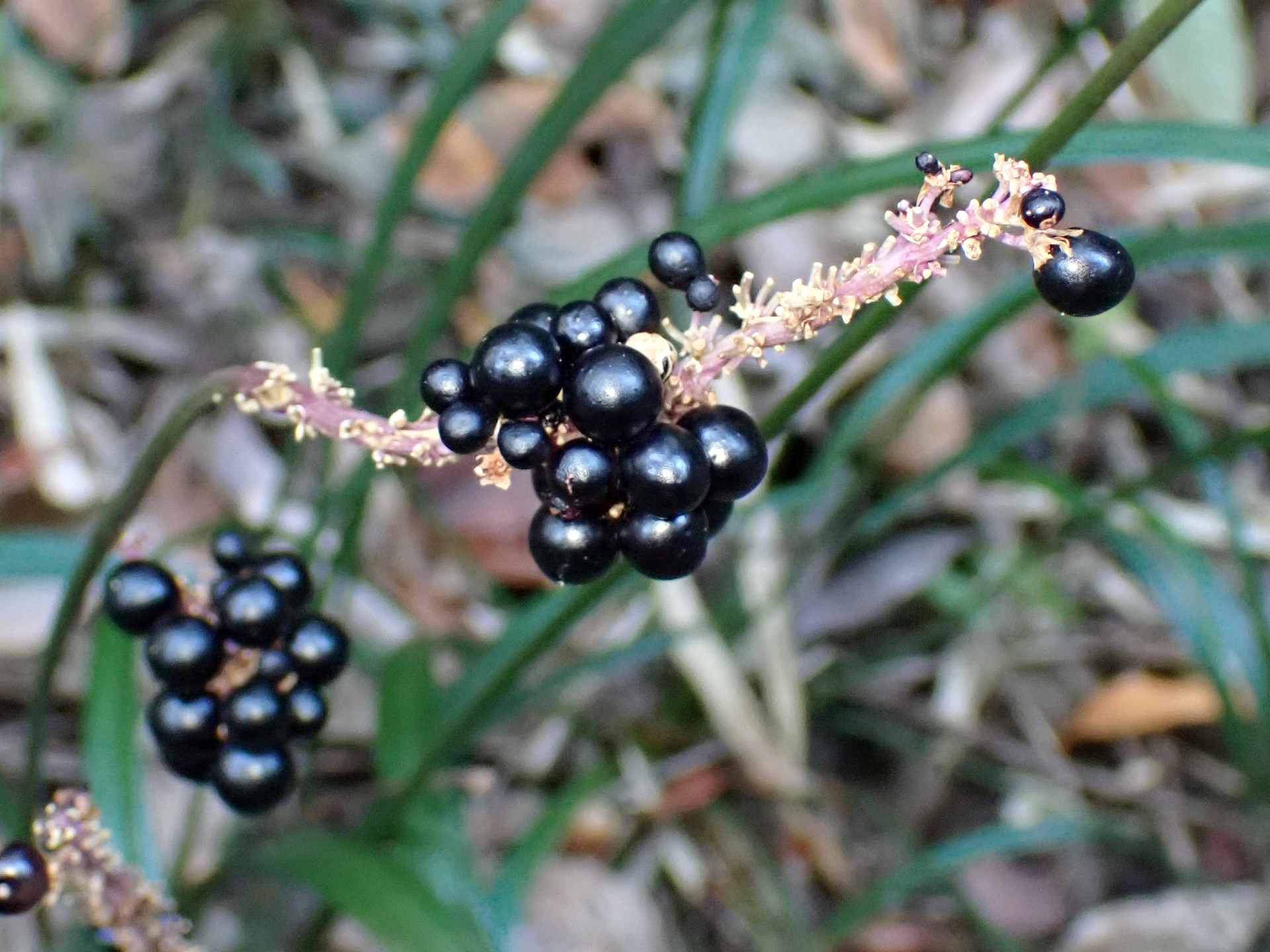 ヤブラン の高画質写真です。横浜市で、2024年11月25日に撮影したものです。