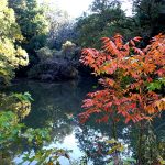 ヤマハゼ の高画質写真です。横浜市で、2024年11月19日に撮影したものです。