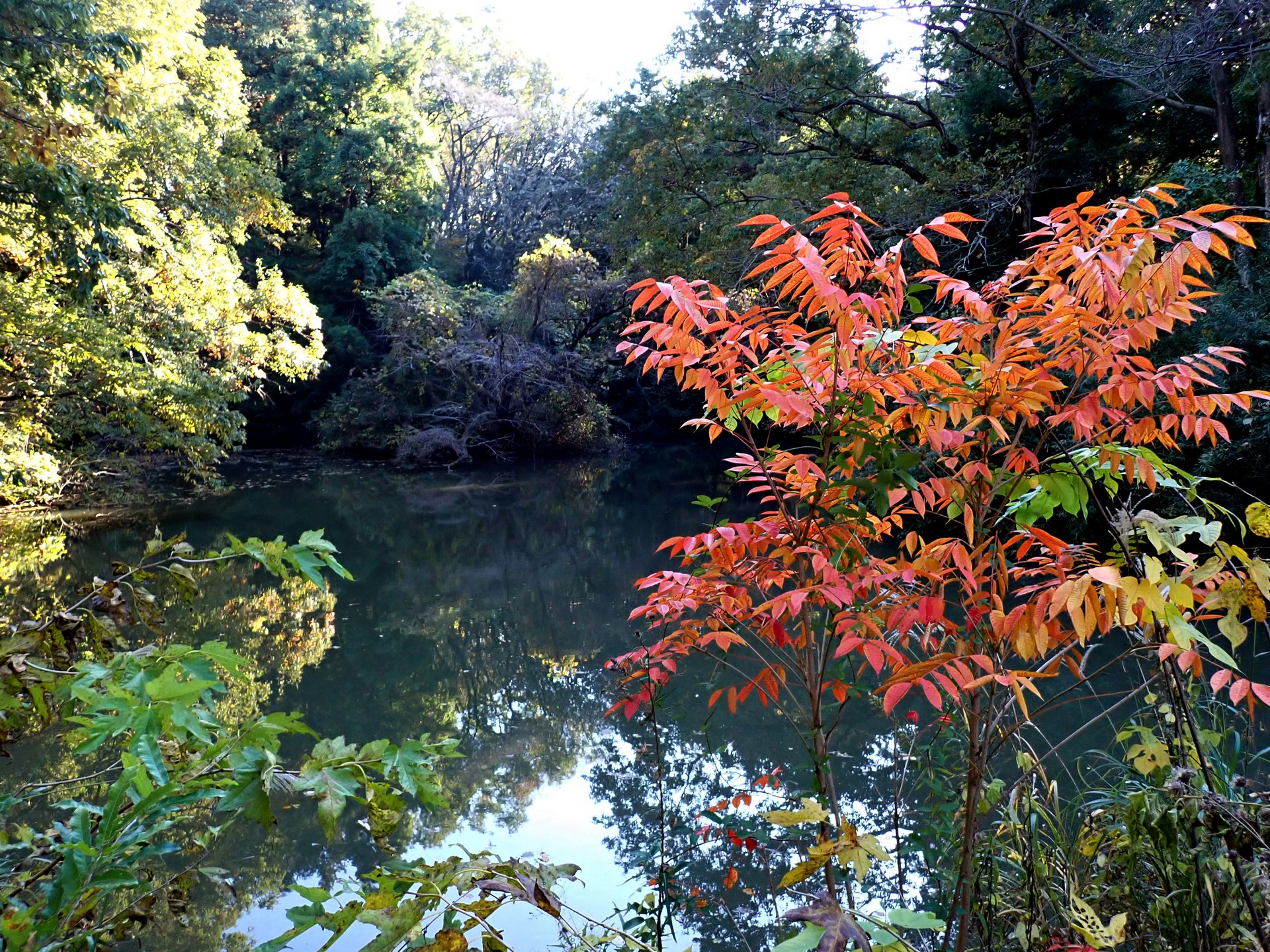 ヤマハゼ の高画質写真です。横浜市で、2024年11月19日に撮影したものです。
