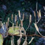 ヤマホトトギス の高画質写真です。横浜市で、2024年11月25日に撮影したものです。