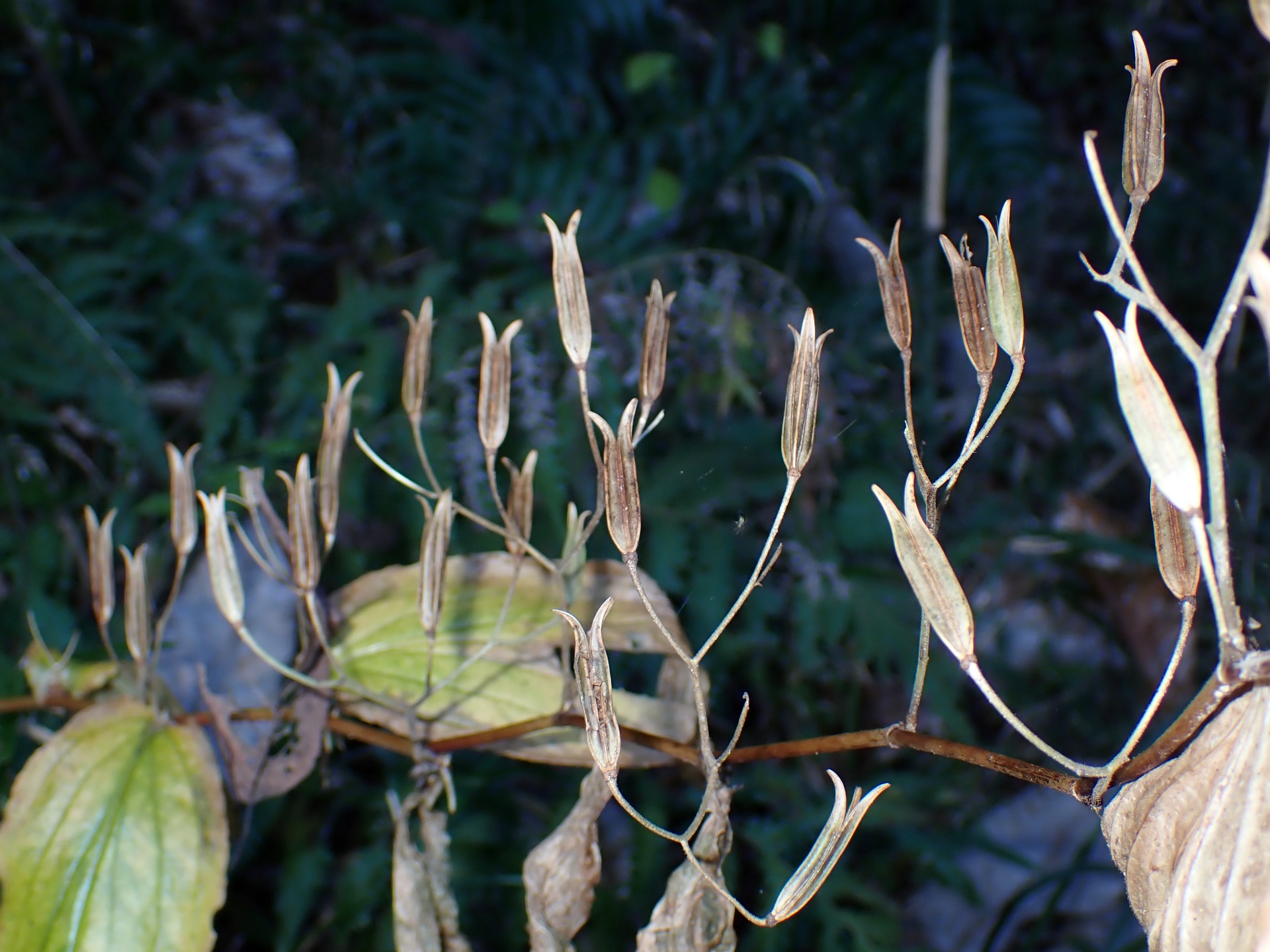 ヤマホトトギス の高画質写真です。横浜市で、2024年11月25日に撮影したものです。