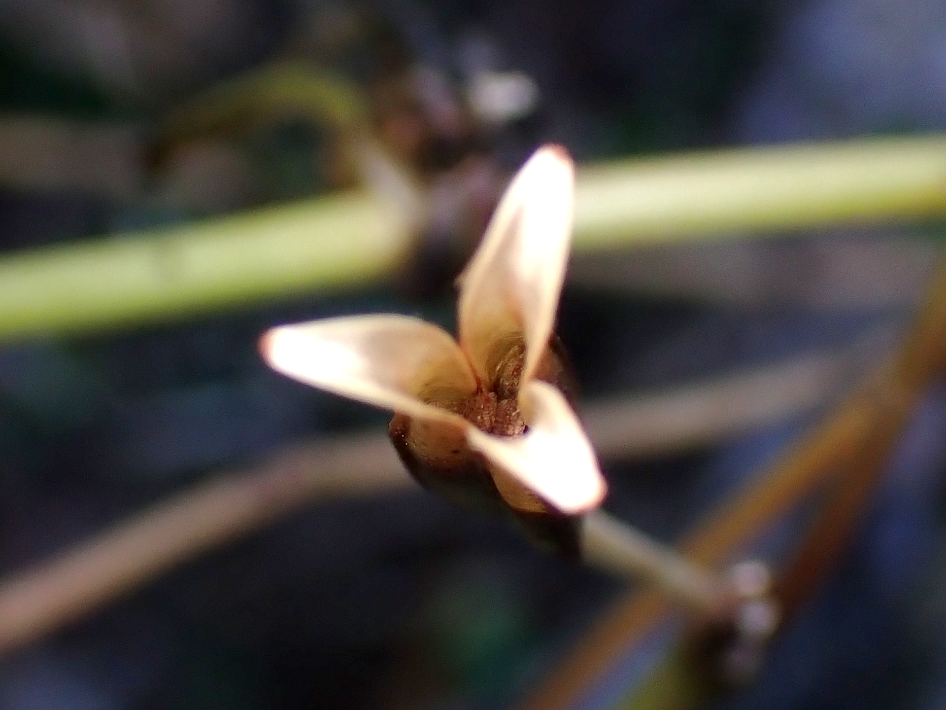 ヤマホトトギス の高画質写真です。横浜市で、2024年11月25日に撮影したものです。