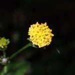 アメリカセンダングサ の高画質写真です。横浜市で、2024年12月04日に撮影したものです。