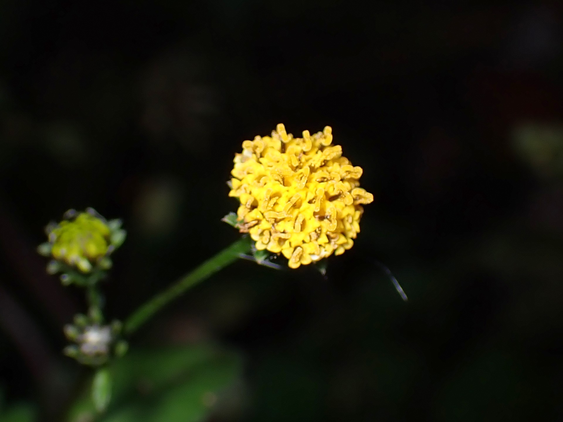 アメリカセンダングサ の高画質写真です。横浜市で、2024年12月04日に撮影したものです。