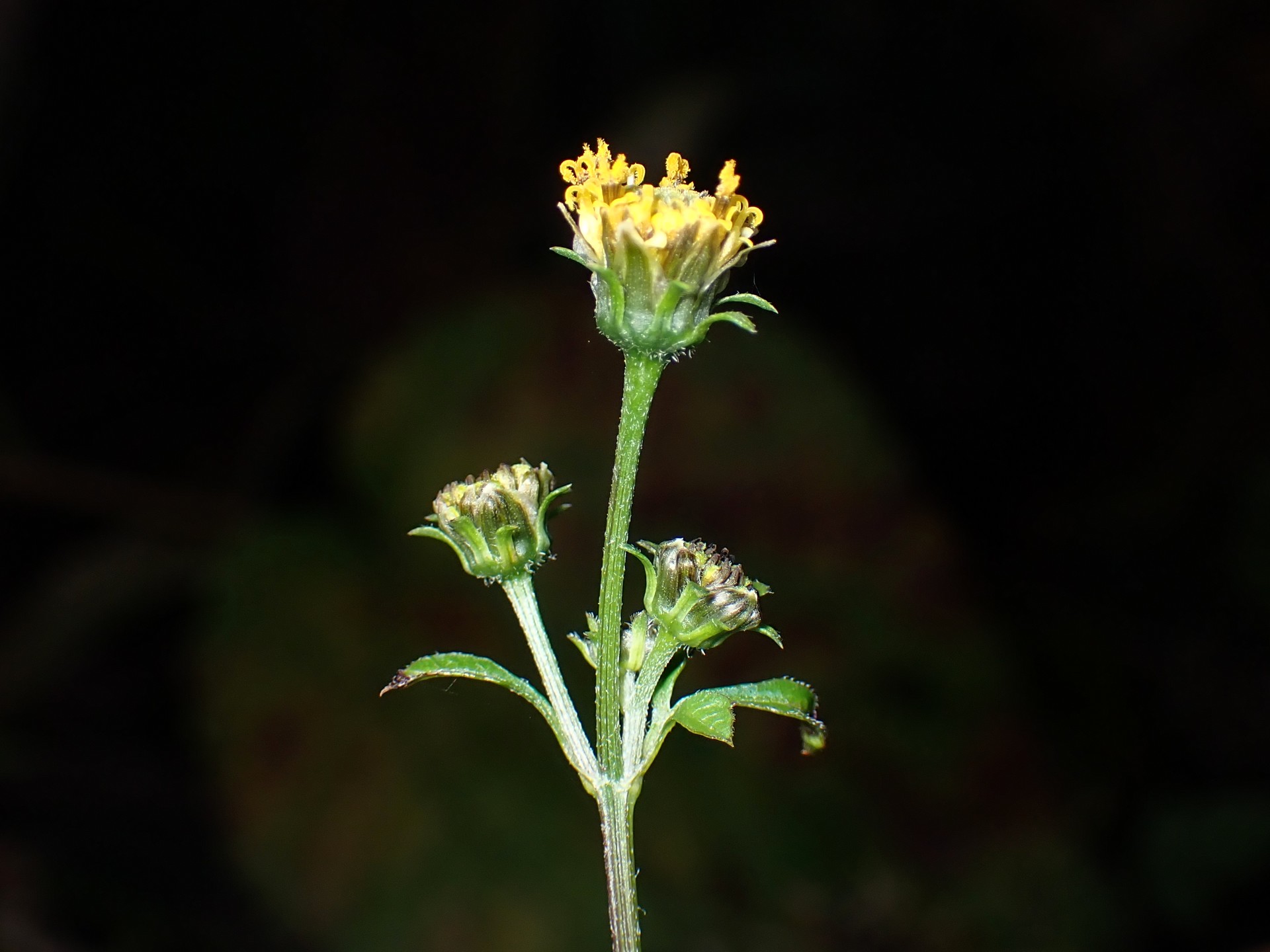 アメリカセンダングサ の高画質写真です。横浜市で、2024年12月04日に撮影したものです。